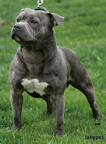 стаффордширский бультерьер